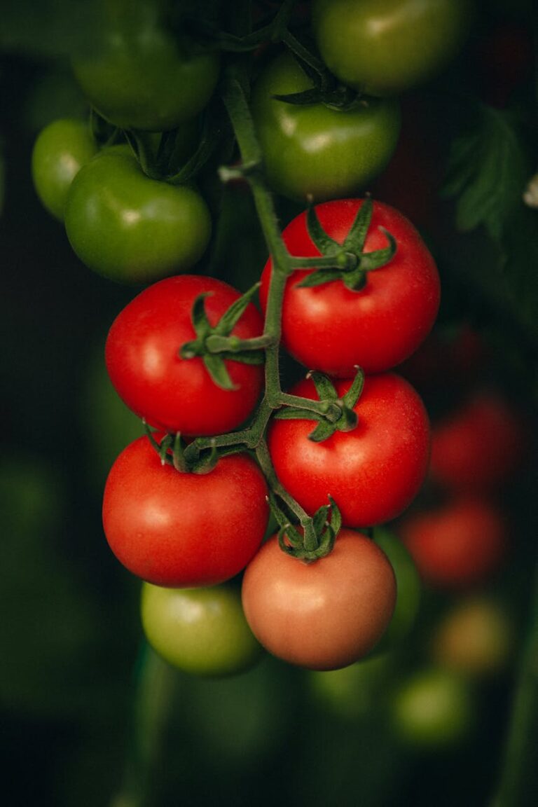 Pomidorai su želatina: Bloom skalės supratimas
