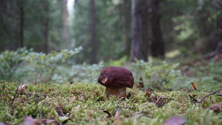 Baravykų padažas: grybų umami skonio stiprinimas