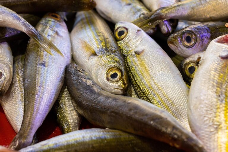 Šprotai aliejuje: omega-3 riebalų rūgščių šaltinis