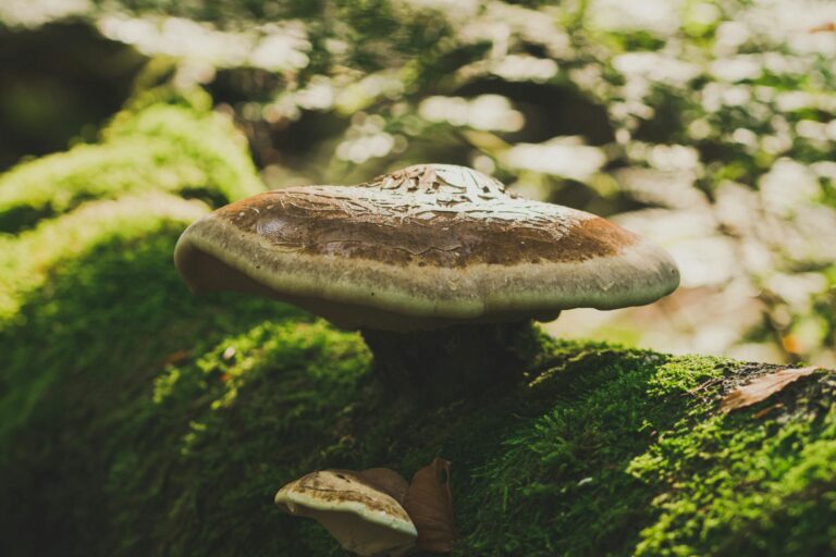 Chaga grybai: antioksidantų koncentracija