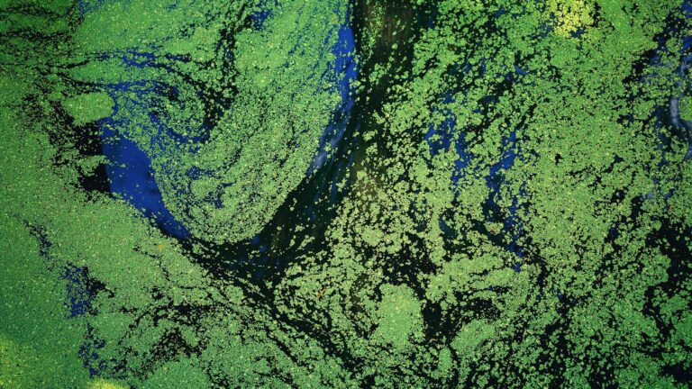 Chlorella: detoksikacijos tvirtinimų moksliškas vertinimas