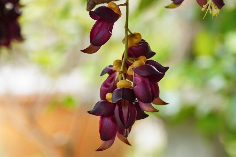Mucuna pruriens: dopamino prekursorius augaluose