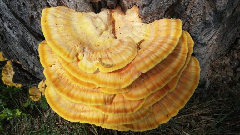 Reishi grybai: adaptogeninių savybių mechanizmai